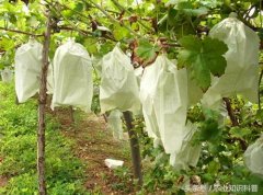 葡萄袋無紡布,葡萄套上袋,讓你收獲不一樣的