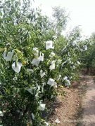 冬棗無紡布套袋哪里有? 無紡布冬棗袋定做、