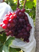 無紡布葡萄套袋定做廠家！