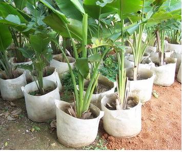 無紡布盆栽植物袋！